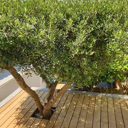 Les Terrasses Des Anthenors Bed & Breakfast